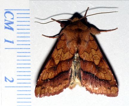 Purple-lined Sallow Moth