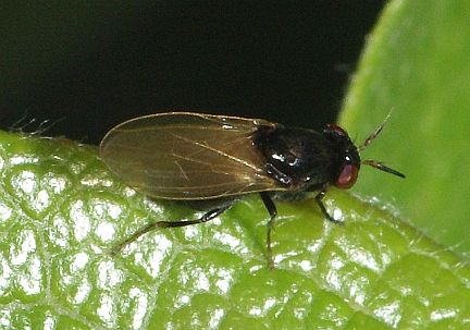 Lauxaniid Fly