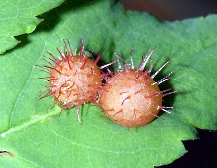 Gall caused by the Spiny Leaf Gall Wasp