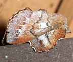 Lappet Moth