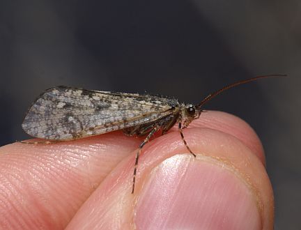 Caddisfly