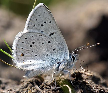Greenish Blue - male