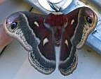 Glover's Silkmoth
