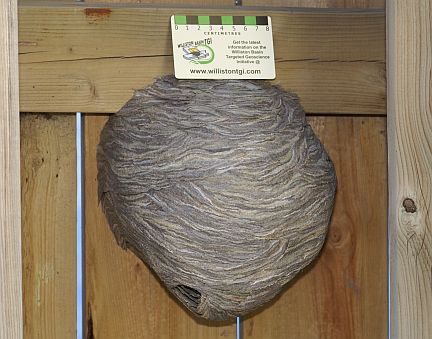Common Aerial Yellowjacket nest - scale at top is in cm