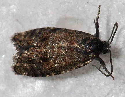 Spruce Seed Moth