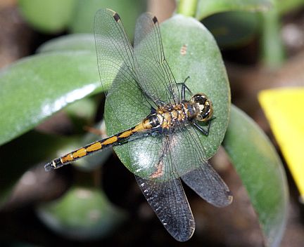 Boreal Whiteface - top view - male