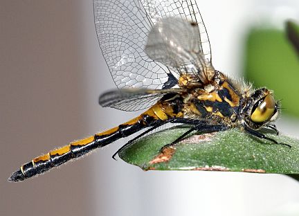 Boreal Whiteface - immature male