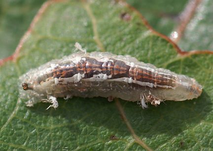 Syrphid Larva