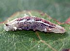 Syrphid Larva