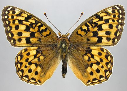 Zerene Fritillary - female dorsal