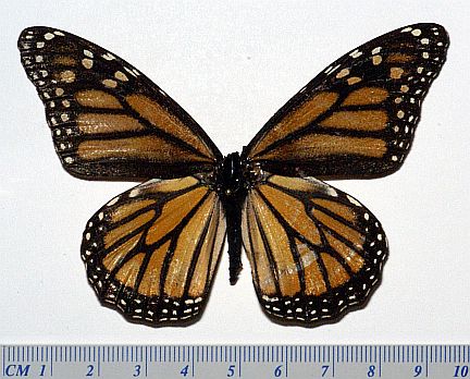 Monarch - female dorsal