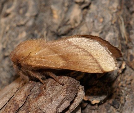 Forest Tent Caterpillar Moth - side view