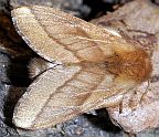 Forest Tent Caterpillar Moth