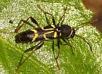 Clytus ruricola