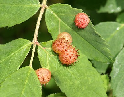 Spiny Leaf Gall