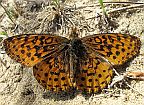 Meadow Fritillary