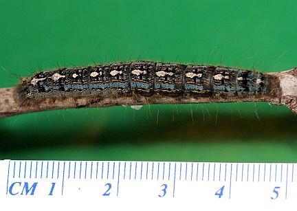 Forest Tent Caterpillar - mature larva