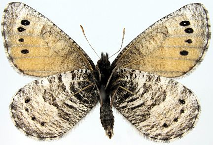 Uhler's Arctic - male ventral