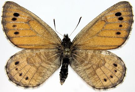 Uhler's Arctic - male dorsal