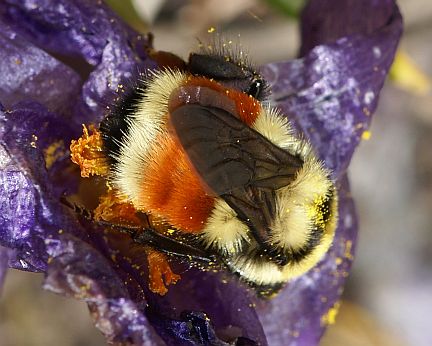 Bombus huntii