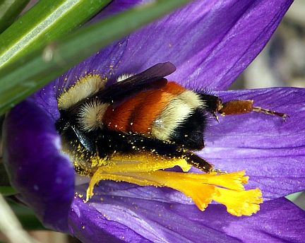 Bombus huntii