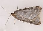 Fall Cankerworm