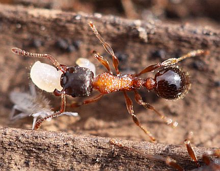 Myrmica sp. - possibly M. incompleta