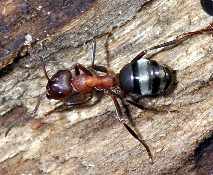 Formica aserva