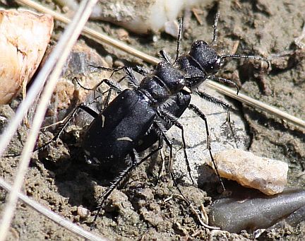 Cowpath Tiger Beetles - black color morph