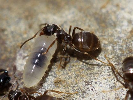 Formica neogagates