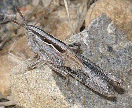 Velvet-striped Grasshopper - 5th instar
