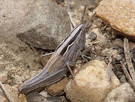 Velvet-striped Grasshopper - 5th instar