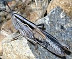 Velvet-striped Grasshopper