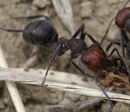Western Thatching Ant