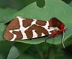Garden Tiger Moth