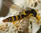 Sphaerophoria sp.