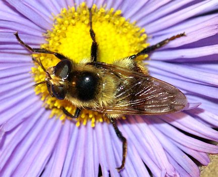 Volucella bombylans
