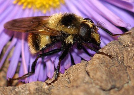 Volucella bombylans