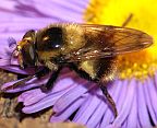 Volucella bombylans