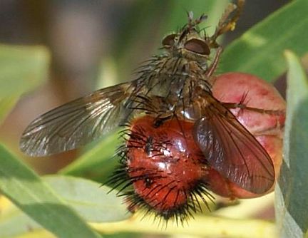 Hystricia abrupta