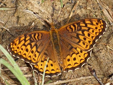 Great Spangled Fritillary