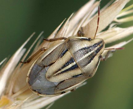 The Stink Bug A. americana