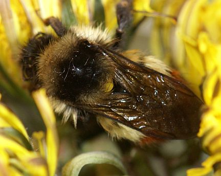 Bombus flavifrons