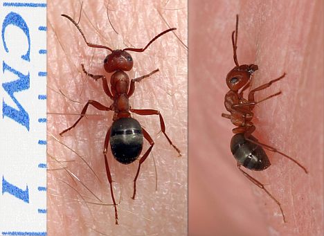 Formica aserva - dorsal and side view
