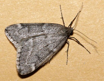 Fall Cankerworm Moth