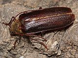 Hairy Pine Borer