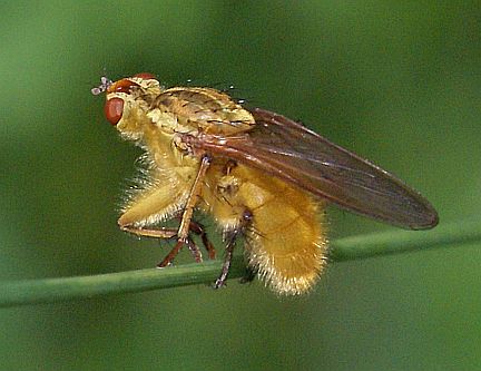 Dung Fly