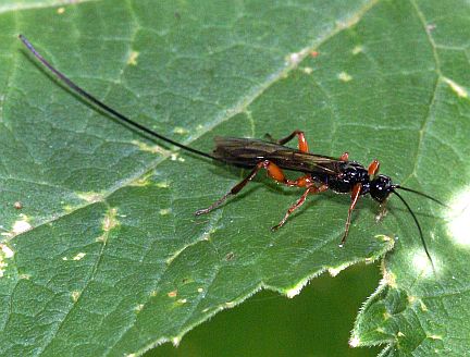 Odontocolon sp. (female)