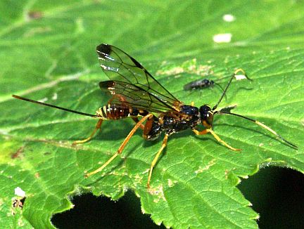 Spilopteron vicinum 