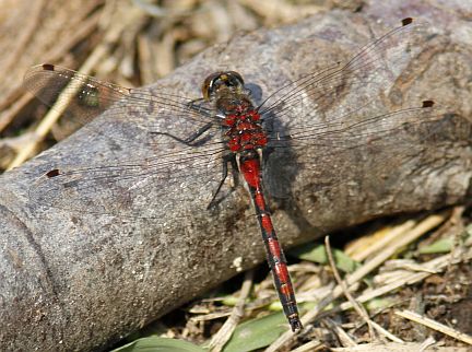 Boreal Whiteface - mature